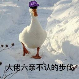 娱乐吃瓜酱鸭鸭视频下载,揭秘热门视频下载攻略